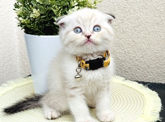 Scottish Fold Lynx Point Yavru görsel