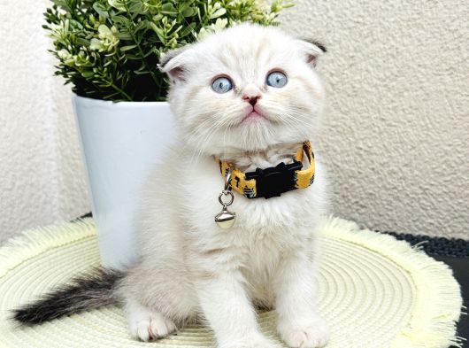 Scottish fold lynx Point Yavru