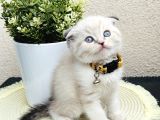 Scottish Fold Lynx Point Yavru