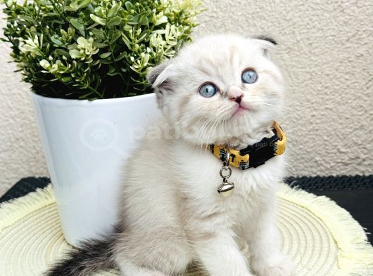 Scottish Fold Lynx Point Yavru görsel