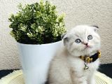 Scottish Fold Lynx Point Yavru