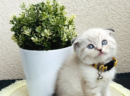 Scottish Fold Lynx Point Yavru görsel