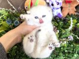 Yüksek Kalite British Shorthair
