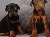 Ki̇ng Doberman Yavrular Mevcut