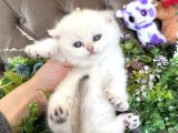 Yüksek Kalite British Shorthair