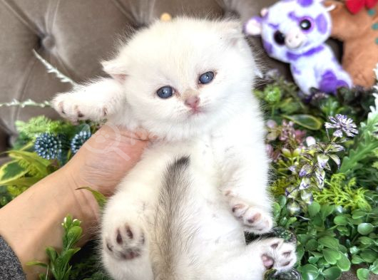Yüksek kalite british shorthair