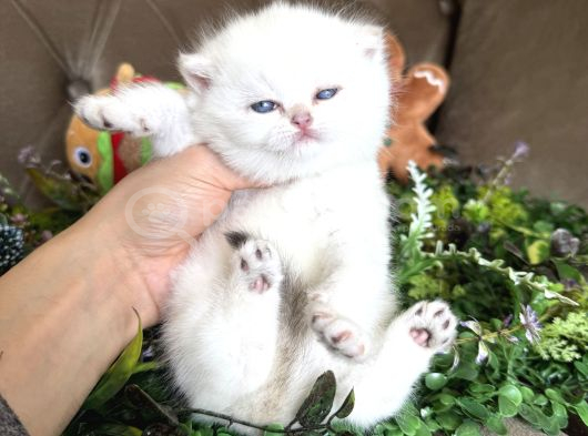 Yüksek Kalite British Shorthair görsel