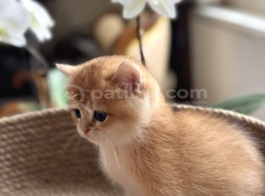 Safkan British Short Hair Golden Ny12 Bebekler görsel