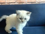 British Shorthair 2 Buçuk Aylık Yavru