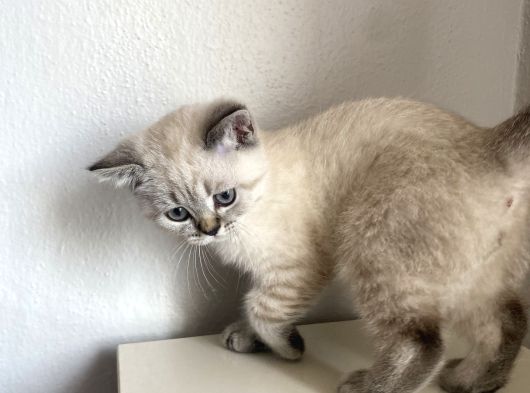 British Shorthair 2 Buçuk Aylık Yavru görsel