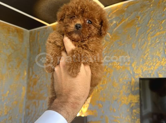 Core Teacup Kg Garantili Toy Poodle görsel