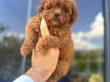 Core Teacup Kg Garantili Toy Poodle