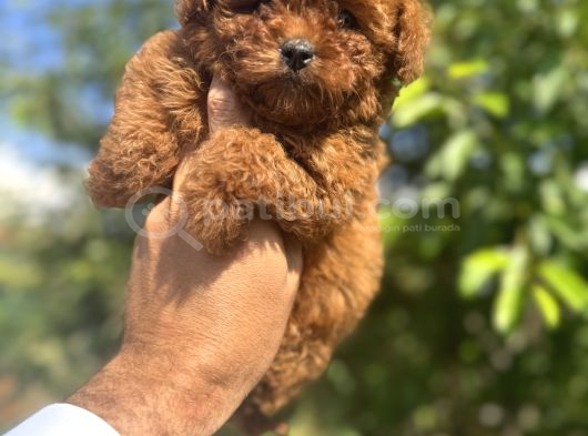 Core Teacup Kg Garantili Toy Poodle