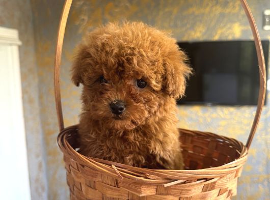 Core Teacup Kg Garantili Toy Poodle görsel
