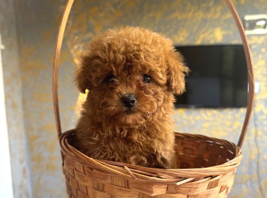 Core Teacup Kg Garantili Toy Poodle görsel
