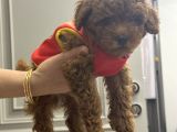 Akıllı Ve Sağlıklı Toy Poodle Rio - Tüm Eşyalarıyla Birlikte