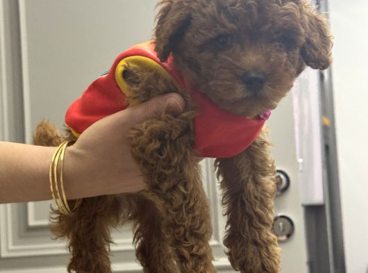 Akıllı Ve Sağlıklı Toy Poodle Rio - Tüm Eşyalarıyla Birlikte görsel