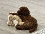 Akıllı Ve Sağlıklı Toy Poodle Rio - Tüm Eşyalarıyla Birlikte