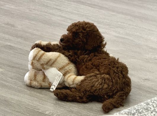 Akıllı Ve Sağlıklı Toy Poodle Rio - Tüm Eşyalarıyla Birlikte görsel