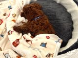 Akıllı Ve Sağlıklı Toy Poodle Rio - Tüm Eşyalarıyla Birlikte