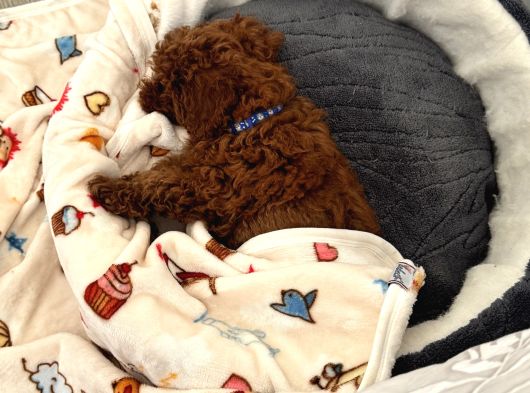 Akıllı Ve Sağlıklı Toy Poodle Rio - Tüm Eşyalarıyla Birlikte görsel