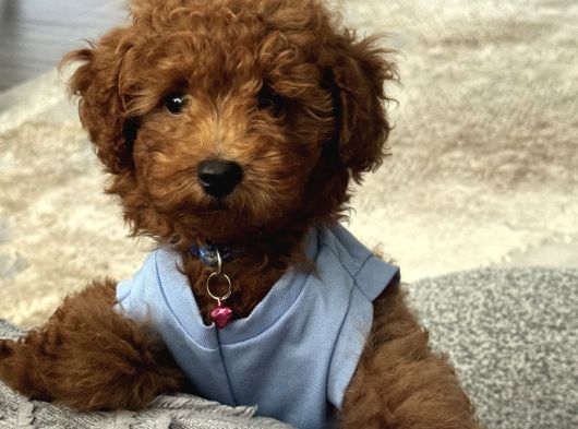Akıllı Ve Sağlıklı Toy Poodle Rio - Tüm Eşyalarıyla Birlikte görsel