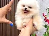 Safkan Türki̇yeni̇n En Güzel Kore Pomerani̇an Yavrulari