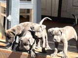 Canecorso Erkek-Dişi