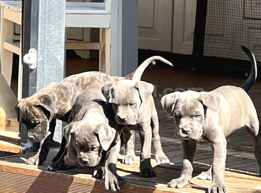 Canecorso Erkek-Dişi görsel