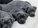 Canecorso Erkek-Dişi