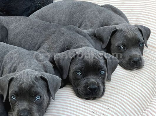 Canecorso Erkek-Dişi görsel
