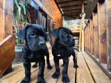 Canecorso Erkek-Dişi