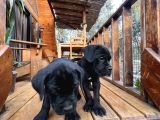 Canecorso Erkek-Dişi