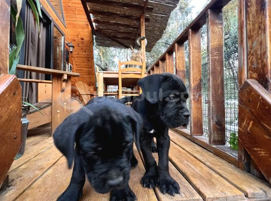 Canecorso Erkek-Dişi görsel