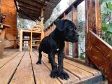 Canecorso Erkek-Dişi