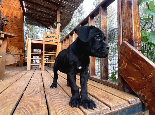 Canecorso Erkek-Dişi
