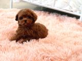 Eğitimli Bebekyüzlü Safkan Mini Kore Toypoodle Bebekleri