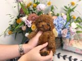 Eğitimli Bebekyüzlü Safkan Mini Kore Toypoodle Bebekleri