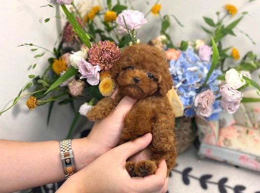 Eğitimli Bebekyüzlü Safkan Mini Kore Toypoodle Bebekleri görsel