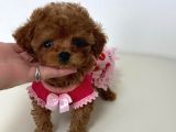 Eğitimli Bebekyüzlü Safkan Mini Kore Toypoodle Bebekleri