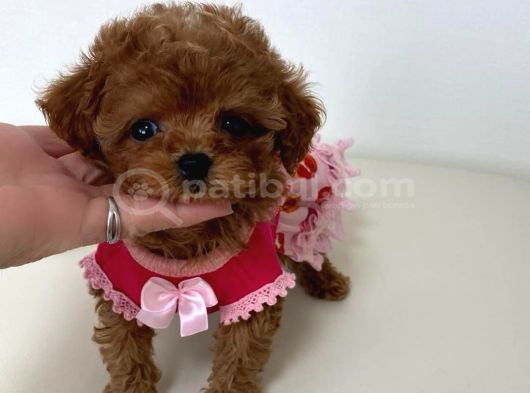 Eğitimli Bebekyüzlü Safkan Mini Kore Toypoodle Bebekleri görsel