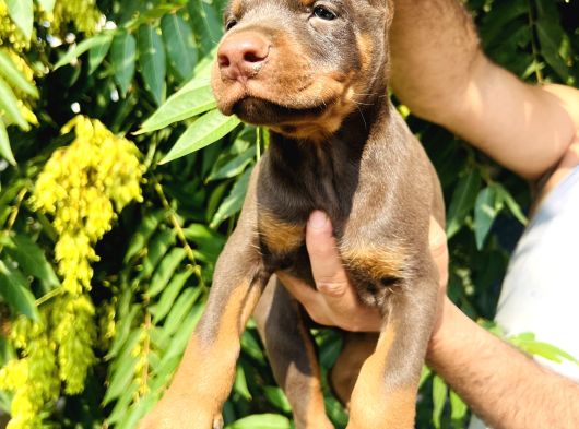 Kaliteli Doberman Yavrular görsel