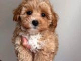 Malti̇poo Ci̇nsi̇ Yavrular Ev Üreti̇mi̇
