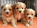 Malti̇poo Ci̇nsi̇ Yavrular Ev Üreti̇mi̇