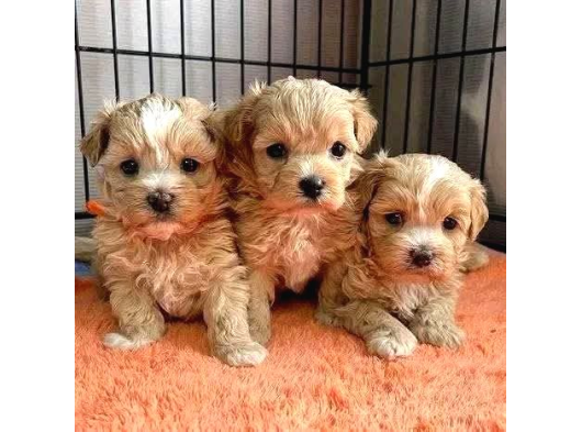 Malti̇poo Ci̇nsi̇ Yavrular Ev Üreti̇mi̇ görsel