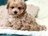 Malti̇poo Ci̇nsi̇ Yavrular Ev Üreti̇mi̇