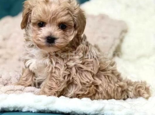 Malti̇poo Ci̇nsi̇ Yavrular Ev Üreti̇mi̇ görsel