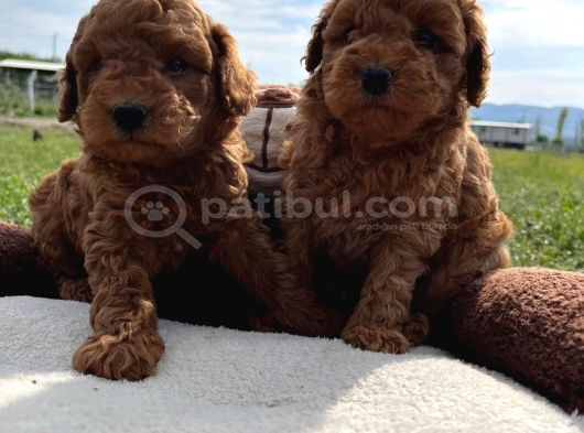 Tea Cup Poodle Bebeklerimiz Hazır görsel