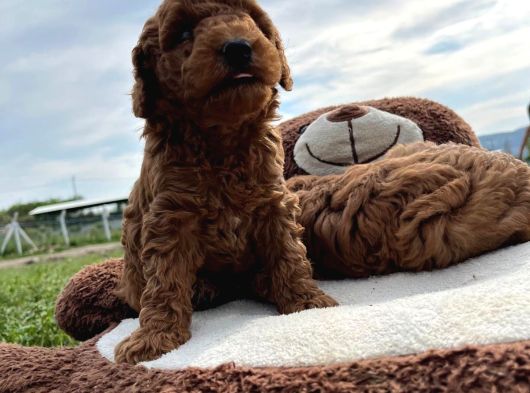 Tea Cup Poodle Bebeklerimiz Hazır görsel