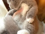 Safkan British Shorthair Lilac Bicolor Dişi Yavru